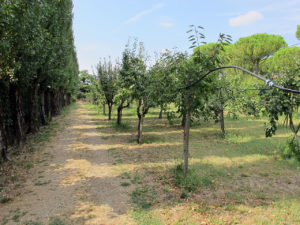 tipologie dei giardini